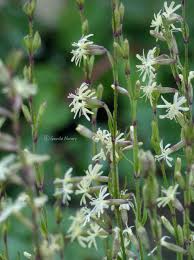 Attēlu rezultāti vaicājumam “Silene tatarica flower”