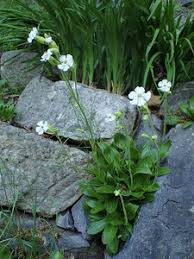Attēlu rezultāti vaicājumam “Silene tatarica”