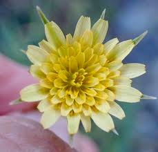 Image result for Helichrysum lindleyii