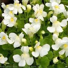 Attēlu rezultāti vaicājumam “Saxifraga cymbalaria flower”