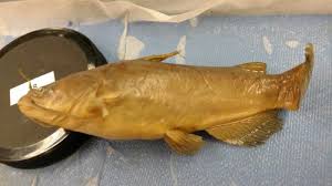 Image result for Mylopharodon conocephalus