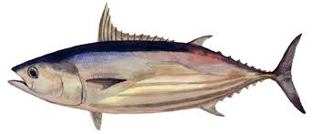 Image result for Katsuwonus pelamis