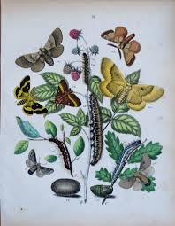 Attēlu rezultāti vaicājumam “Lasiocampidae”