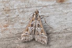 Attēlu rezultāti vaicājumam “Diasemia reticularis”