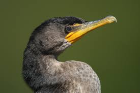 Image result for Phalacrocorax auritus
