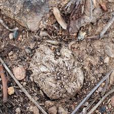 Attēlu rezultāti vaicājumam “Poronia punctata”