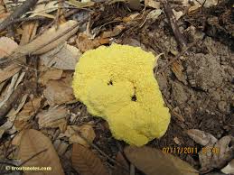 Attēlu rezultāti vaicājumam “Fuligo septica var. flava young”