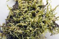 Attēlu rezultāti vaicājumam “Calliergonella lindbergii”