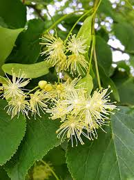 Attēlu rezultāti vaicājumam “Tilia cordata flower”
