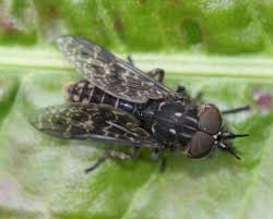 Attēlu rezultāti vaicājumam “Haematopota sp.”