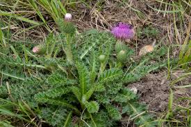 Attēlu rezultāti vaicājumam “Cirsium acaule fruit”