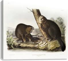 Attēlu rezultāti vaicājumam “Castor fiber”