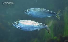 Image result for Clupea pallasii