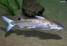 Image result for Ariopsis felis