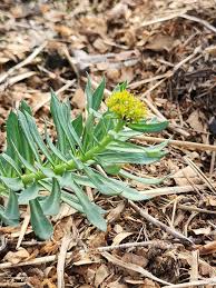 Attēlu rezultāti vaicājumam “Rhodiola rosea flower”