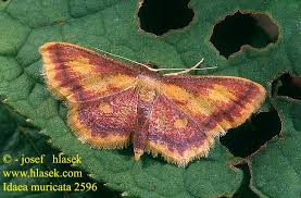 Attēlu rezultāti vaicājumam “Idaea muricata”