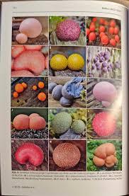 Attēlu rezultāti vaicājumam “Lycogala sphaeroconicum macro”