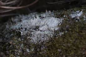 Attēlu rezultāti vaicājumam “Lepraria”