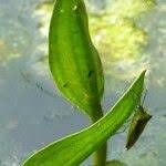 Attēlu rezultāti vaicājumam “Potamogeton praelongus leaf”