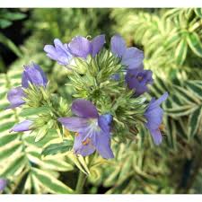Attēlu rezultāti vaicājumam “Polemonium caeruleum fruit”
