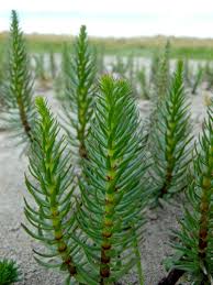 Attēlu rezultāti vaicājumam “Hippuridaceae”