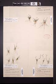 Attēlu rezultāti vaicājumam “Subularia aquatica”
