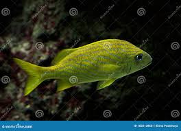 Image result for Haemulon flavolineatum