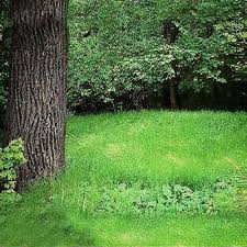 Attēlu rezultāti vaicājumam “Poa nemoralis”