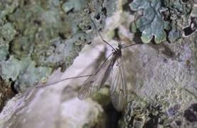 Attēlu rezultāti vaicājumam “Trichocera regelationis”