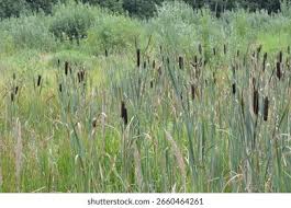 Attēlu rezultāti vaicājumam “Typha angustifolia”