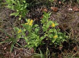 Attēlu rezultāti vaicājumam “Sedum aizoon fruit”