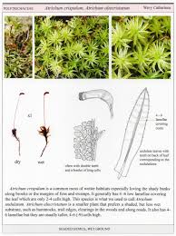 Attēlu rezultāti vaicājumam “Atrichum undulatum”