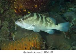 Image result for Epinephelus striatus
