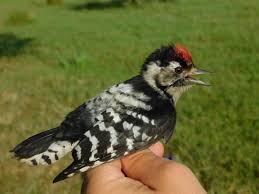 Attēlu rezultāti vaicājumam “Dendrocopos minor male”