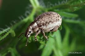 Attēlu rezultāti vaicājumam “Philopedon plagiatum”