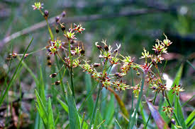 Attēlu rezultāti vaicājumam “Luzula pilosa leaf”