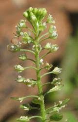 Attēlu rezultāti vaicājumam “Lepidium densiflorum fruit”