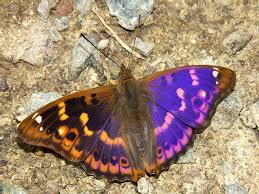 Attēlu rezultāti vaicājumam “Apatura ilia male”