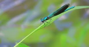 Attēlu rezultāti vaicājumam “Calopteryx virgo”