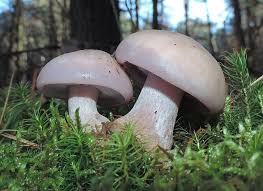 Attēlu rezultāti vaicājumam “Lepista nuda”