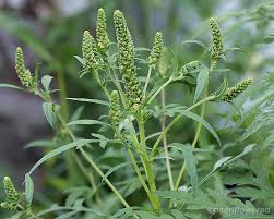 Attēlu rezultāti vaicājumam “Ambrosia artemisiifolia bud”
