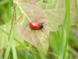 Attēlu rezultāti vaicājumam “Chrysomela populi”