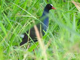 Image result for Porphyrio alleni