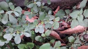 Attēlu rezultāti vaicājumam “Portulacaceae”