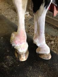 Image result for "proud flesh"