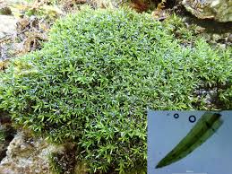 Attēlu rezultāti vaicājumam “Gymnostomum aeruginosum”