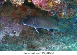 Image result for Sciaena umbra