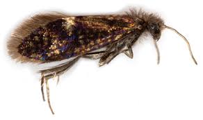 Attēlu rezultāti vaicājumam “Eriocraniidae”