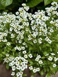 Attēlu rezultāti vaicājumam “Lobularia maritima”