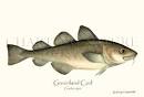 Fish Prints: Cod, Greenland - Gadus oguc